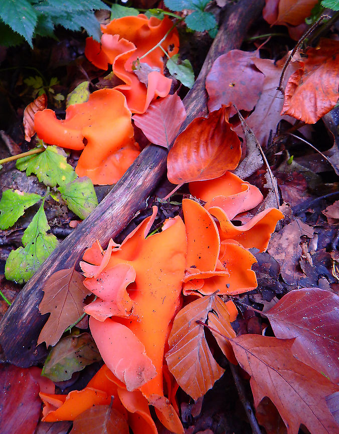 Orange peel fungus - Aleuria aurantia Meerdaelbos, November 2015.  Aleuria aurantia,Belgium,Fall,Geotagged,Orange peel fungus