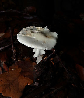 False death cap - Amanita citrina Meerdaelbos, November 2015.  Amanita citrina,Belgium,Fall,False death cap,Geotagged