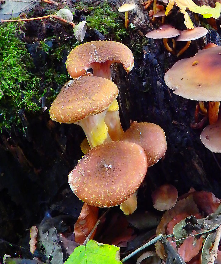 Armillaria_lutea/gallica Meerdaelbos, November 2015.  Armillaria gallica,Belgium,Fall,Geotagged