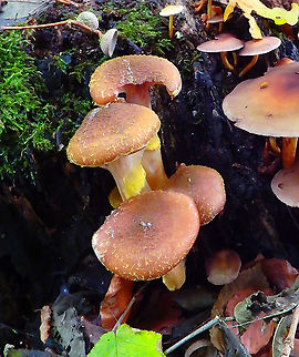 Armillaria_lutea/gallica Meerdaelbos, November 2015.  Armillaria gallica,Belgium,Fall,Geotagged