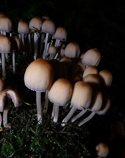 Mica Cap - Coprinellus micaceus Meerdaelbos, November 2015.  Belgium,Coprinellus micaceus,Fall,Geotagged,Mica Cap
