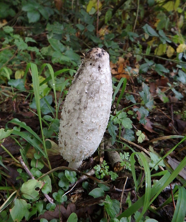 Shaggy ink cap - Coprinus comatus It was still not opened all the way so not much ink on it yet. I have other inly ones that I will post later.<br />
Meerdaelbos, November 2015.  Belgium,Coprinus comatus,Fall,Geotagged,Shaggy ink cap