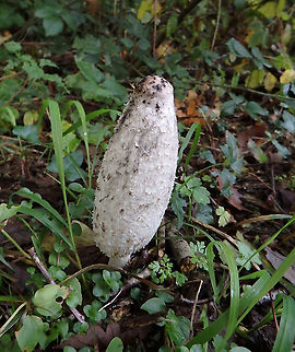 Shaggy ink cap - Coprinus comatus It was still not opened all the way so not much ink on it yet. I have other inly ones that I will post later.
Meerdaelbos, November 2015.  Belgium,Coprinus comatus,Fall,Geotagged,Shaggy ink cap