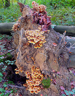 Emoki - Flammulina velutipes Meerdaelbos, November 2015.  Belgium,Enoki,Fall,Flammulina velutipes,Geotagged