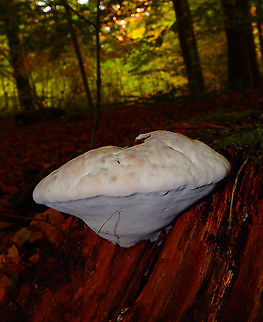 Red Banded Polypore - Fomitopsis pinicola (lateral view) Meerdaelbos, November 2015. 
https://www.jungledragon.com/image/126047/red_banded_polypore_-_fomitopsis_pinicola_top_view.html Belgium,Fall,Fomitopsis pinicola,Geotagged,Red Banded Polypore