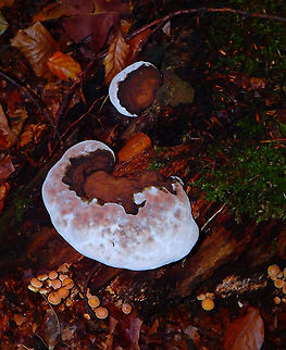 Red Banded Polypore - Fomitopsis pinicola (top view) Meerdaelbos, November 2015. 
https://www.jungledragon.com/image/126046/red_banded_polypore_-_fomitopsis_pinicola_lateral_view.html Belgium,Fall,Fomitopsis pinicola,Geotagged,Red Banded Polypore