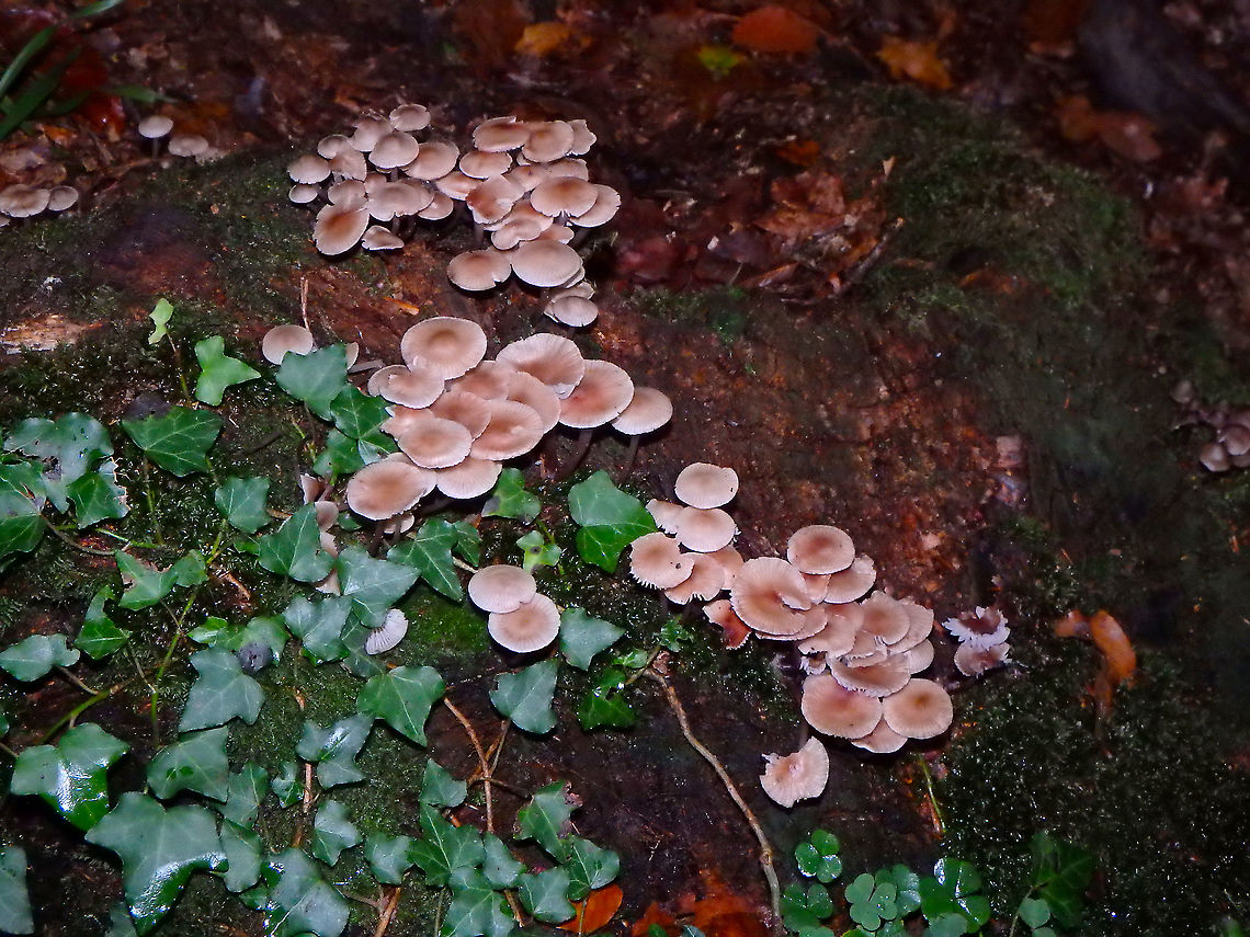 Rosy bonnet - Mycena rosea Meerdaelbos, November 2015.  Belgium,Fall,Geotagged,Mycena rosea,Rosy bonnet