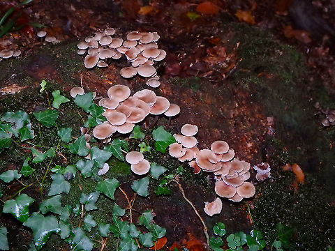 Rosy bonnet - Mycena rosea Meerdaelbos, November 2015.  Belgium,Fall,Geotagged,Mycena rosea,Rosy bonnet