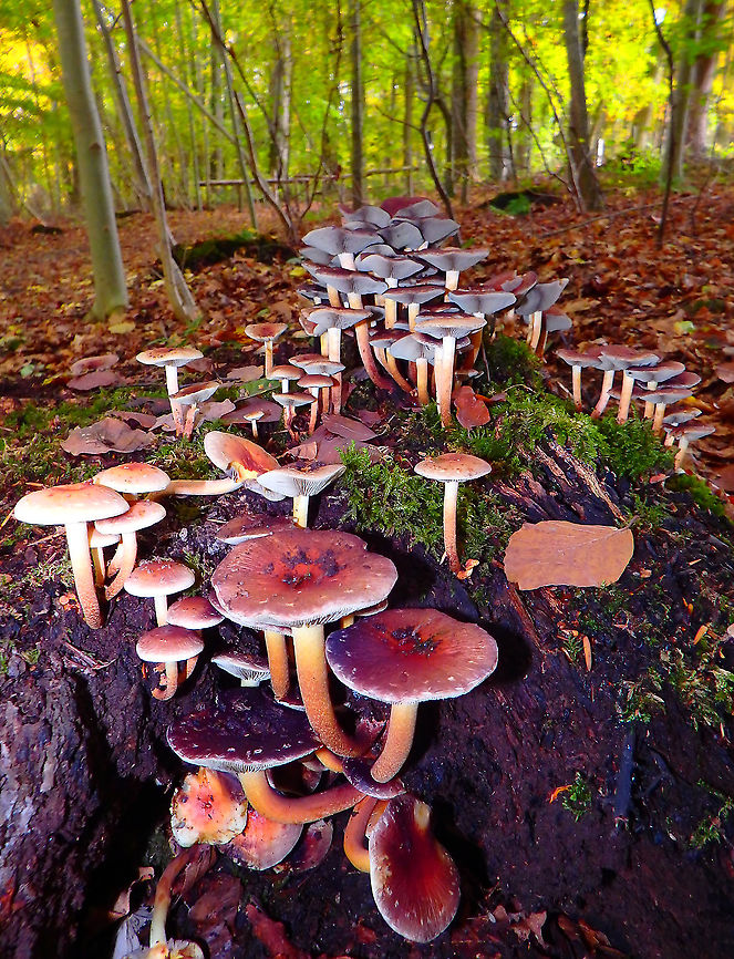 Brick cap - Hypholoma lateritium Meerdaelbos, November 2015.  Belgium,Brick cap,Fall,Geotagged,Hypholoma lateritium