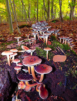 Brick cap - Hypholoma lateritium Meerdaelbos, November 2015.  Belgium,Brick cap,Fall,Geotagged,Hypholoma lateritium