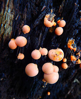 Wolf's milk - Lycogala epidendrum Meerdaelbos, November 2015.  Belgium,Fall,Geotagged,Lycogala epidendrum,Wolf's milk
