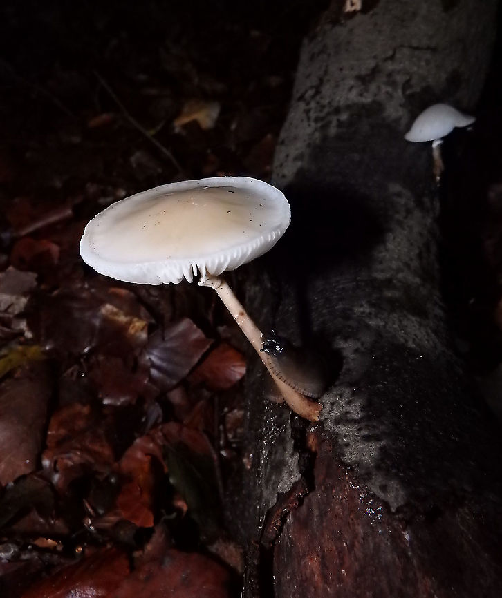 Porcelain fungus - Oudemansiella mucida Being visited by a slug probably to serve as meal.<br />
Meerdaelbos, November 2015.  Belgium,Fall,Geotagged,Oudemansiella mucida,Porcelain fungus