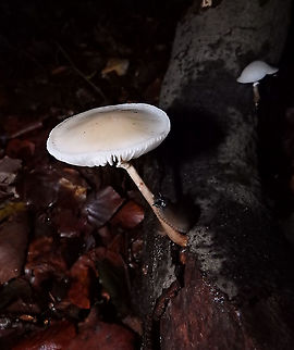 Porcelain fungus - Oudemansiella mucida Being visited by a slug probably to serve as meal.
Meerdaelbos, November 2015.  Belgium,Fall,Geotagged,Oudemansiella mucida,Porcelain fungus
