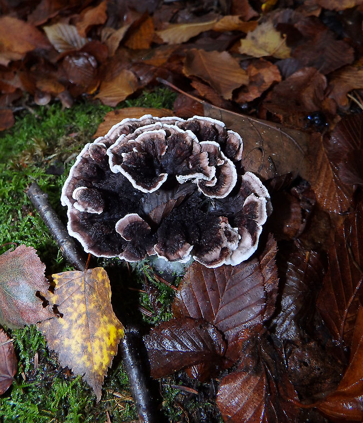 Grey tooth - Phellodon melaleucus Meerdaelbos, November 2015.  Belgium,Fall,Geotagged,Grey tooth,Phellodon melaleucus