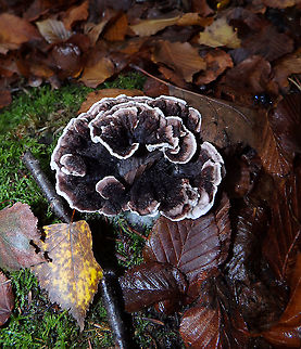 Grey tooth - Phellodon melaleucus Meerdaelbos, November 2015.  Belgium,Fall,Geotagged,Grey tooth,Phellodon melaleucus