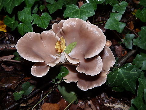 Oyster mushroom - Pleurotus ostreatus (front view) Meerdaelbos, November 2015. 
https://www.jungledragon.com/image/126054/oyster_mushroom_-_pleurotus_ostreatus_lateral_view.html Belgium,Fall,Geotagged,Oyster mushroom,Pleurotus ostreatus