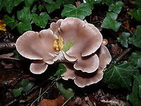 Oyster mushroom - Pleurotus ostreatus (front view) Meerdaelbos, November 2015. <br />
https://www.jungledragon.com/image/126054/oyster_mushroom_-_pleurotus_ostreatus_lateral_view.html Belgium,Fall,Geotagged,Oyster mushroom,Pleurotus ostreatus
