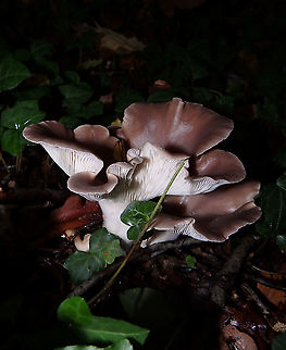Oyster mushroom - Pleurotus ostreatus (lateral view) Meerdaelbos, November 2015. 
https://www.jungledragon.com/image/126053/oyster_mushroom_-_pleurotus_ostreatus.html Belgium,Fall,Geotagged,Oyster mushroom,Pleurotus ostreatus