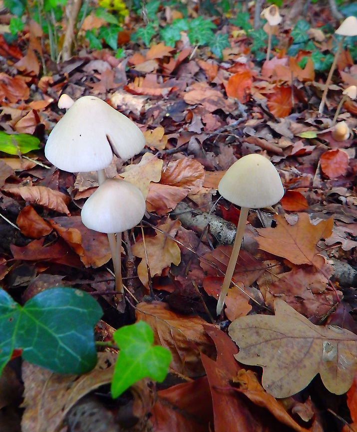 Psathyrella conopilus Meerdaelbos, November 2015.  Belgium,Fall,Geotagged,Psathyrella conopilus