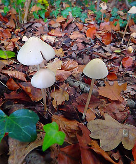 Psathyrella conopilus Meerdaelbos, November 2015.  Belgium,Fall,Geotagged,Psathyrella conopilus