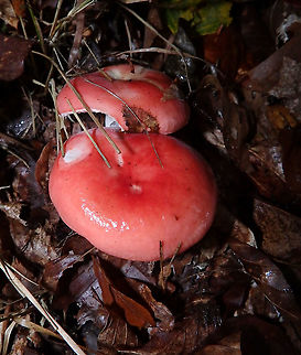Vomiting Russula - Russula emetica Meerdaelbos, November 2015.  Belgium,Fall,Geotagged,Russula emetica,Vomiting Russula