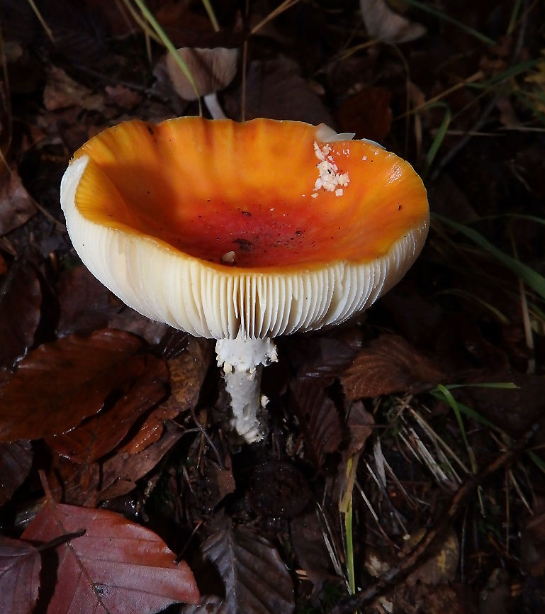 Amanita Meerdaelbos, November 2015.  Belgium,Fall,Geotagged