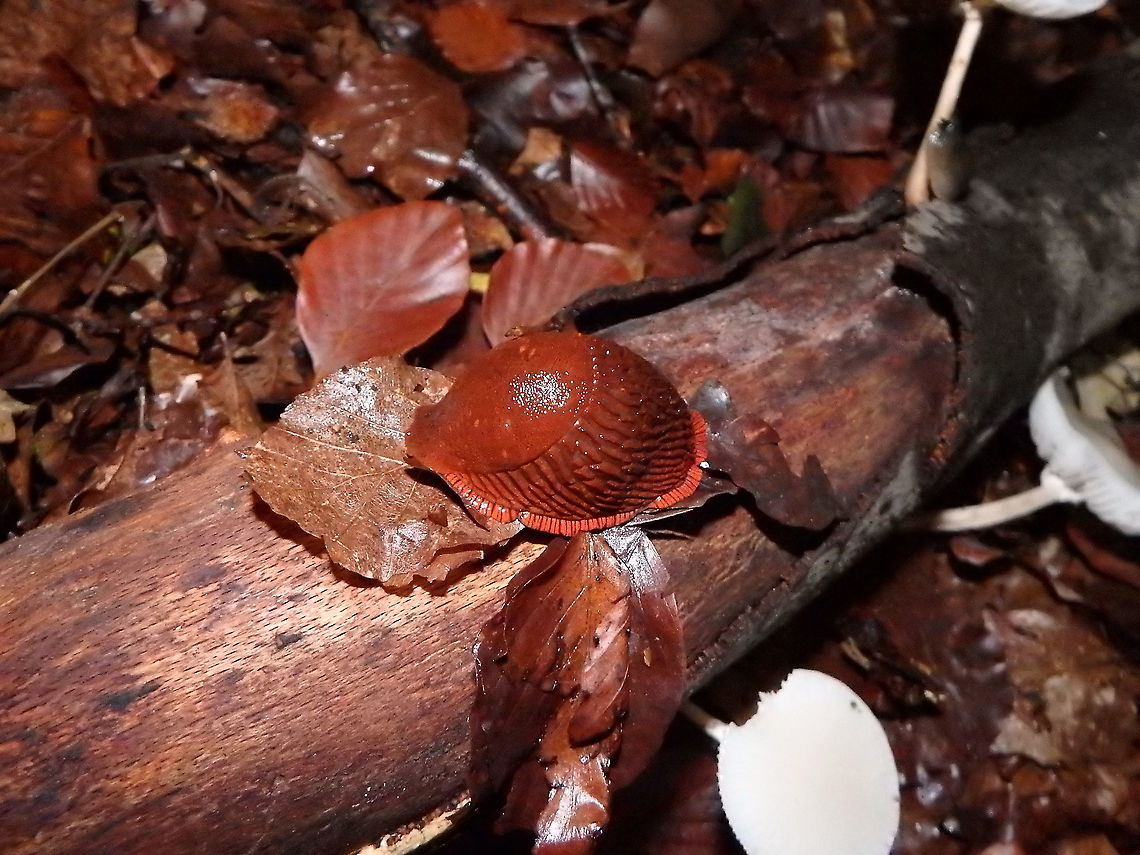 Red slug - Arion rufus Meerdaelbos, November 2015.  Arion rufus,Belgium,Fall,Geotagged,Red slug