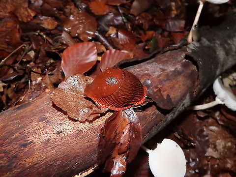 Red slug - Arion rufus Meerdaelbos, November 2015.  Arion rufus,Belgium,Fall,Geotagged,Red slug