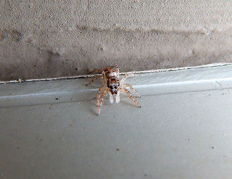 Zebra spider - Salticus scenicus I see these in the summer months in the outer walls of my house.
Sint-Joris Weert, Belgium.
https://www.jungledragon.com/image/126060/zebra_spider_-_salticus_scenicus.html Belgium,Geotagged,Salticus scenicus,Spring,Zebra spider