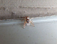 Zebra spider - Salticus scenicus I see these in the summer months in the outer walls of my house.<br />
Sint-Joris Weert, Belgium.<br />
https://www.jungledragon.com/image/126060/zebra_spider_-_salticus_scenicus.html Belgium,Geotagged,Salticus scenicus,Spring,Zebra spider