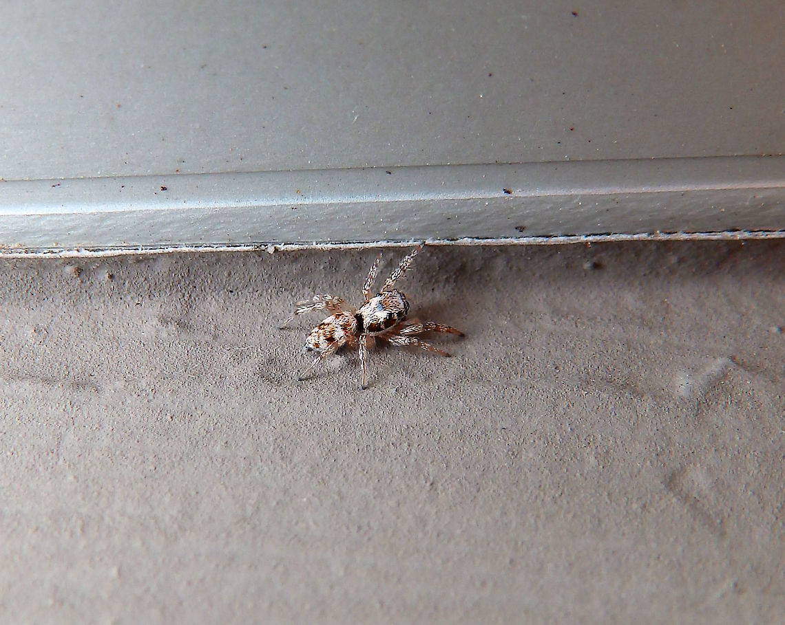 Zebra spider - Salticus scenicus My house, Sint-Joris-Weert, Belgium.<br />
<figure class="photo"><a href="https://www.jungledragon.com/image/126059/zebra_spider_-_salticus_scenicus.html" title="Zebra spider - Salticus scenicus"><img src="https://s3.amazonaws.com/media.jungledragon.com/images/2298/126059_thumb.JPG?AWSAccessKeyId=05GMT0V3GWVNE7GGM1R2&Expires=1759968010&Signature=Uby7ondWhzbtil%2F5EwmFrdBouzw%3D" width="200" height="156" alt="Zebra spider - Salticus scenicus I see these in the summer months in the outer walls of my house.<br />
Sint-Joris Weert, Belgium.<br />
https://www.jungledragon.com/image/126060/zebra_spider_-_salticus_scenicus.html Belgium,Geotagged,Salticus scenicus,Spring,Zebra spider" /></a></figure> Belgium,Geotagged,Salticus scenicus,Spring,Zebra spider