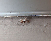Zebra spider - Salticus scenicus My house, Sint-Joris-Weert, Belgium.<br />
https://www.jungledragon.com/image/126059/zebra_spider_-_salticus_scenicus.html Belgium,Geotagged,Salticus scenicus,Spring,Zebra spider