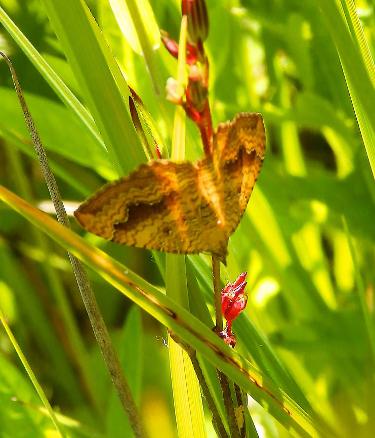 Yellow Shell - Camptogramma bilineata Silsombos, June 2015. Belgium,Camptogramma bilineata,Geotagged,Spring,Yellow Shell