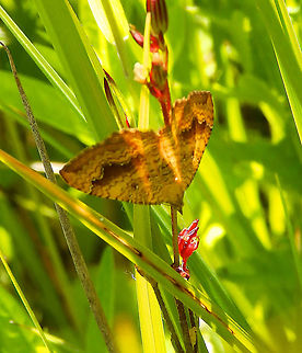 Yellow Shell - Camptogramma bilineata Silsombos, June 2015. Belgium,Camptogramma bilineata,Geotagged,Spring,Yellow Shell