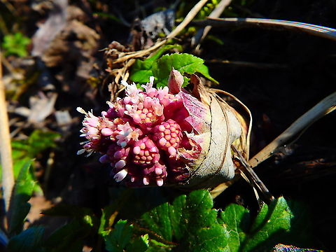 Butterbur - Petasites hybridus Zoete Waters, March 2016. Belgium,Butterbur,Geotagged,Petasites hybridus,Winter