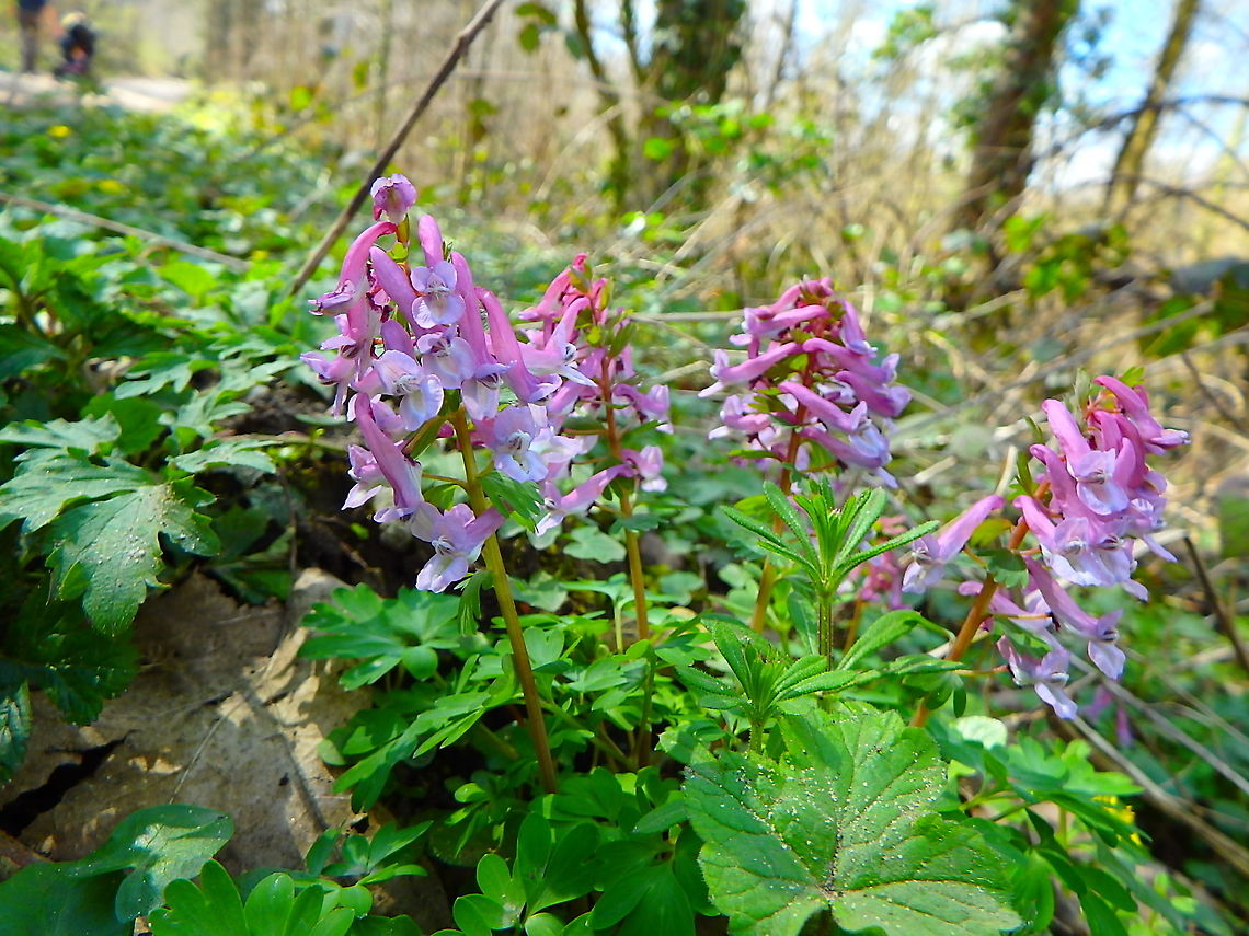 Fumewort - Corydalis solida Heverleebos, April 2016 Belgium,Corydalis solida,Fumewort,Geotagged,Spring