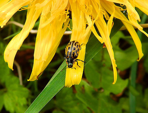 Spotted willow leaf beetle - Chrysomela vigintipunctata Natuurreservaat Grootbroek, March 2016. Belgium,Chrysomela vigintipunctata,Geotagged,Spotted willow leaf beetle,Winter