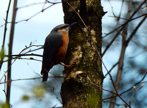 Eurasian Nuthatch - Sitta europaea Natuurreservaat Grootbroek, March 2016.  Belgium,Eurasian Nuthatch,Geotagged,Sitta europaea,Winter