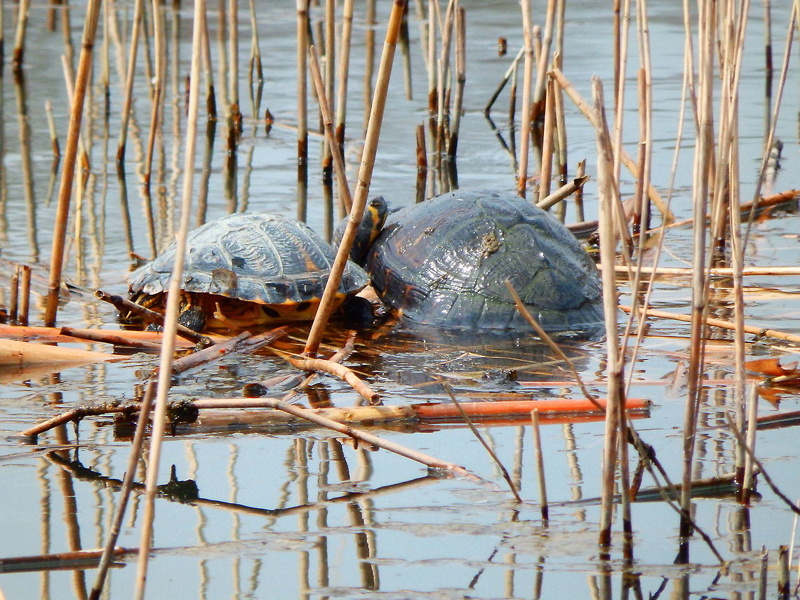 Yellow Bellied Slider - Trachemys scripta scripta Zoete Waters (March, 2016). Belgium,Geotagged,Trachemys scripta scripta,Winter,Yellow Bellied Slider