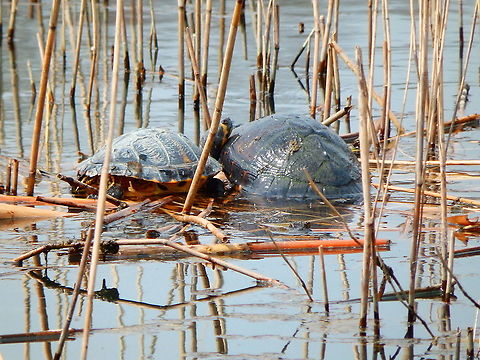 Yellow Bellied Slider - Trachemys scripta scripta Zoete Waters (March, 2016). Belgium,Geotagged,Trachemys scripta scripta,Winter,Yellow Bellied Slider