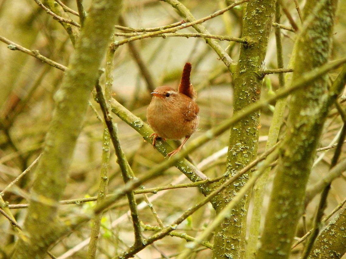 Eurasian Wren - Troglodytes troglodytes Natuurreservaat Grootbroek, March 2016.  Belgium,Eurasian Wren,Geotagged,Troglodytes troglodytes,Winter