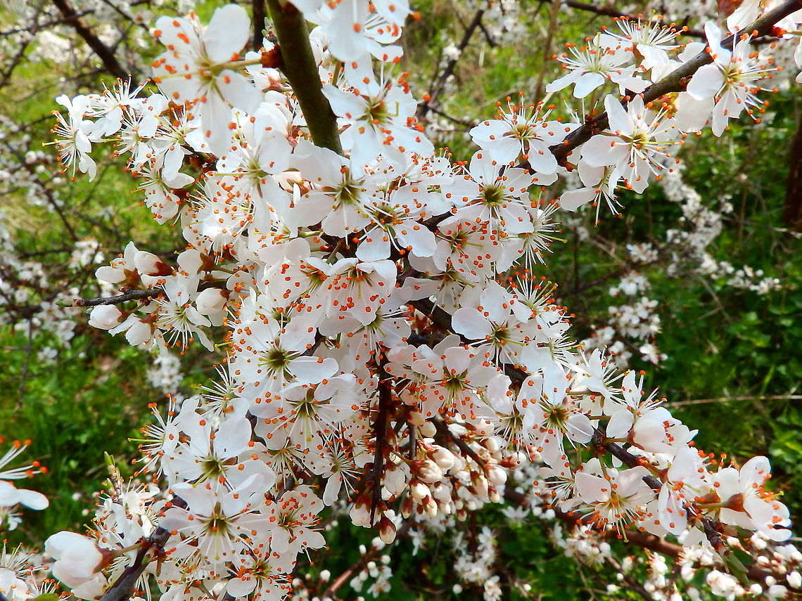 Blackthorn - Prunus spinosa Natuurreservaat Grootbroek, March 2016.  Belgium,Blackthorn,Geotagged,Prunus spinosa,Winter