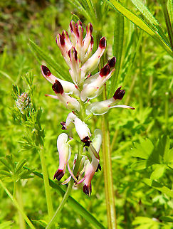 White ramping fumitory - Fumaria capreolata Lubbek, April 2016. Belgium,Fumaria capreolata,Geotagged,Spring,White ramping fumitory