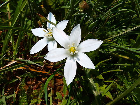 Grass Lily - Ornithogalum umbellatum Lubbek, April 2016. Belgium,Geotagged,Grass Lily,Ornithogalum umbellatum,Spring