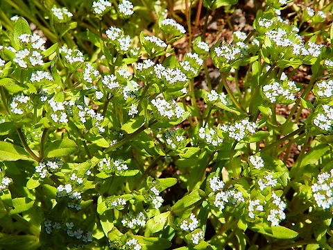 Corn salad - Valerianella locusta Plombi&egrave;res, April 2016. Belgium,Corn salad,Geotagged,Spring,Valerianella locusta