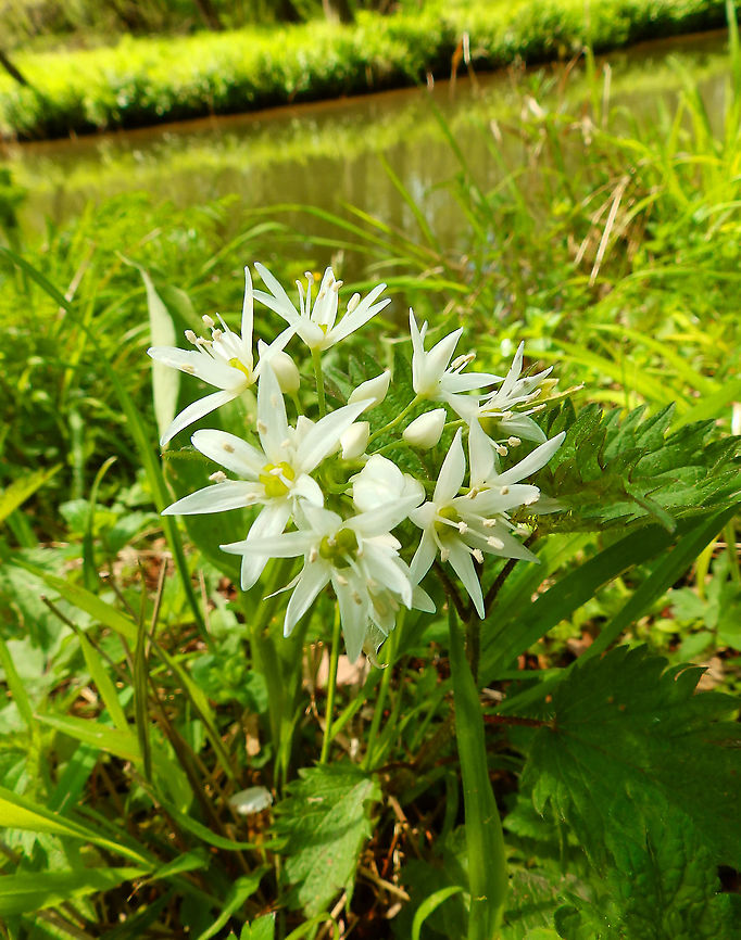 Ramsons - Allium ursinum Plombi&egrave;res, April 2016.  Allium ursinum,Belgium,Geotagged,Ramsons,Spring