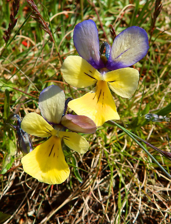 Zinc Violet - Viola lutea subsp. calaminaria Plombi&egrave;res, April 2016. <br />
<a href="https://en.wikipedia.org/wiki/Viola_lutea_subsp._calaminaria" rel="nofollow">https://en.wikipedia.org/wiki/Viola_lutea_subsp._calaminaria</a> Belgium,Geotagged,Mountain pansy,Spring,Viola lutea