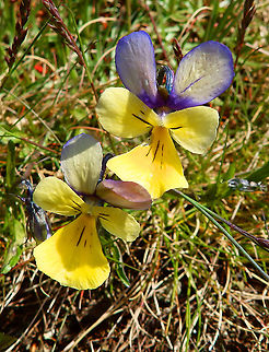 Zinc Violet - Viola lutea subsp. calaminaria Plombi&egrave;res, April 2016. 
https://en.wikipedia.org/wiki/Viola_lutea_subsp._calaminaria Belgium,Geotagged,Mountain pansy,Spring,Viola lutea
