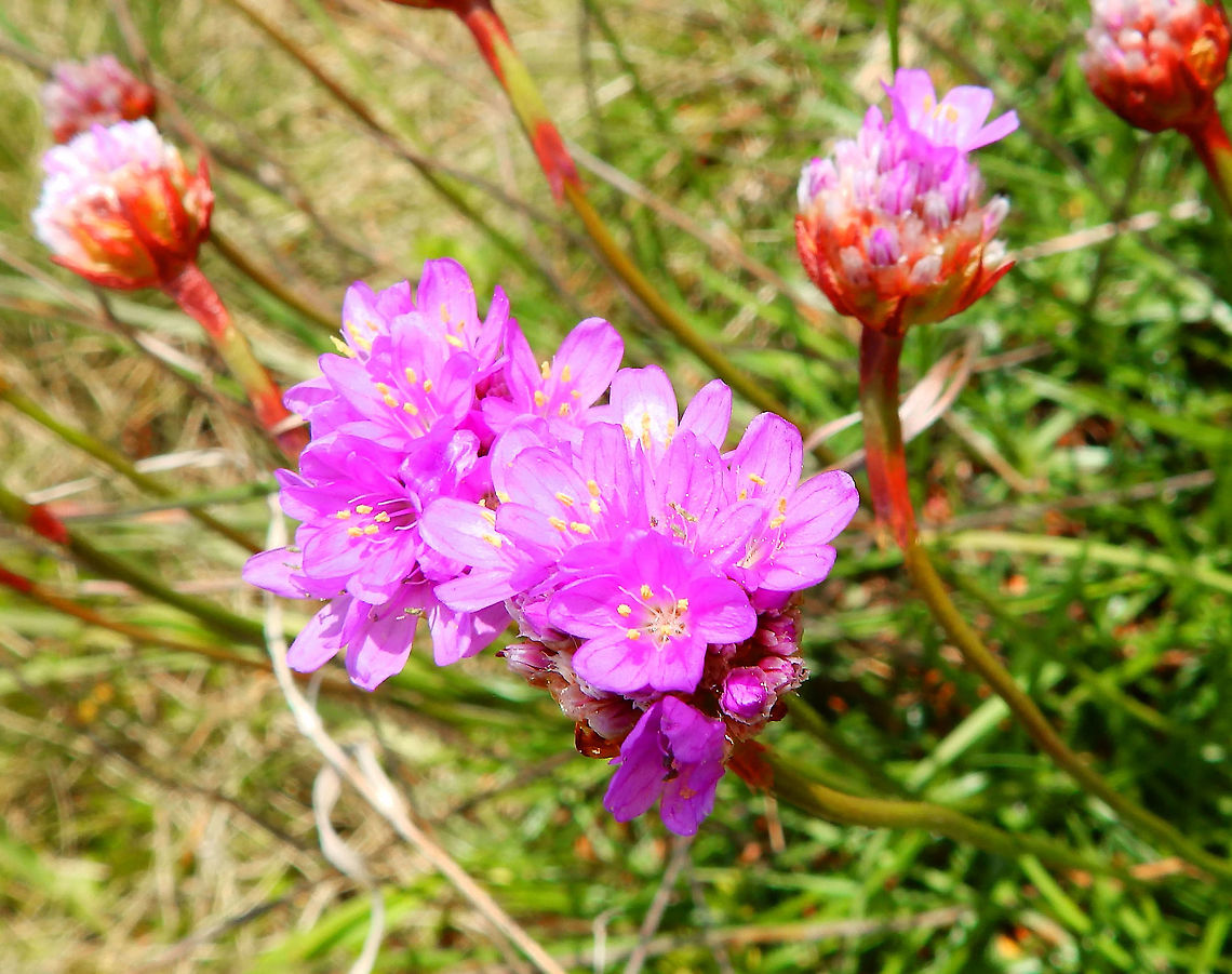 Sea pink - Armeria maritima Plombi&egrave;res, April 2016. <br />
<a href="https://waarnemingen.be/species/2354/observations/" rel="nofollow">https://waarnemingen.be/species/2354/observations/</a>? Armeria maritima,Belgium,Geotagged,Sea pink,Spring