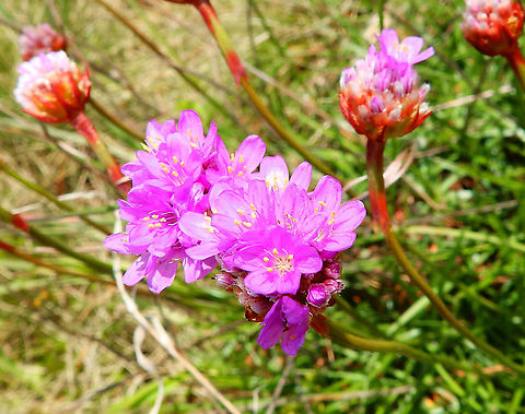 Sea pink - Armeria maritima Plombières, April 2016. 
https://waarnemingen.be/species/2354/observations/? Armeria maritima,Belgium,Geotagged,Sea pink,Spring